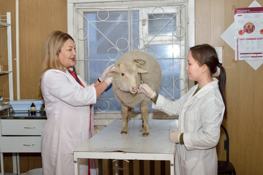 Студенты Якутского сельхозтехникума проходят практику в столичном управлении ветеринарии