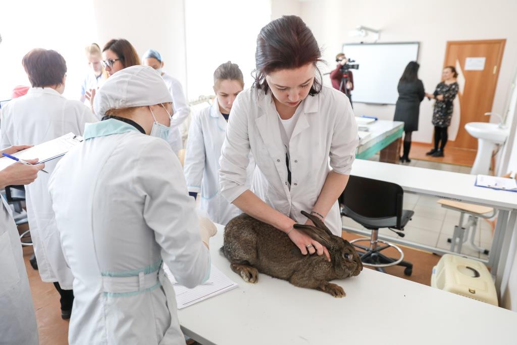 Будущие ветеринары НАО сдают демонстрационный экзамен по стандартам World skills