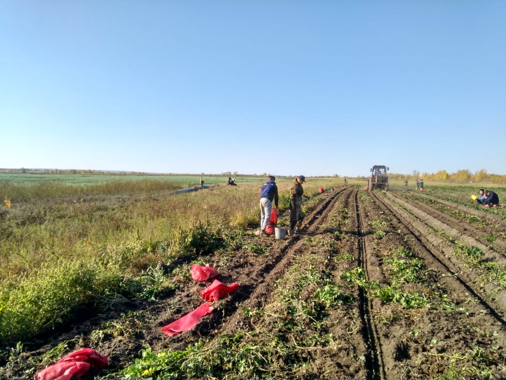 Студенты Якутского сельхозтехникума проходят осеннюю практику в поле
