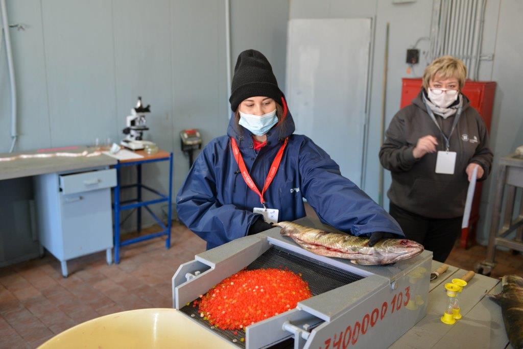 Прокачай рыбный skill: Перечень компетенций WorldSkills Russia пополнился рыбохозяйственными специальностями