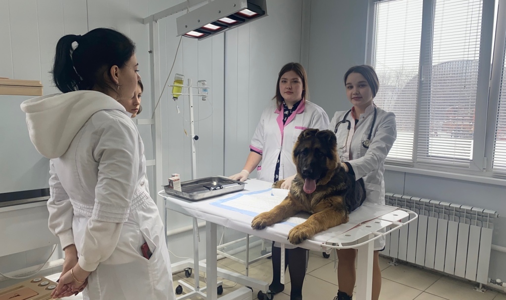 Профессионалитет: в Уярском сельскохозяйственном техникуме откроют ветеринарную клинику и цех по переработке мяса