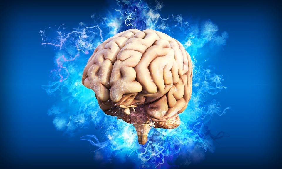 Ученые выяснили, почему мозг современного человека уменьшился в размерах
